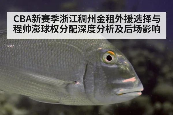 CBA新赛季浙江稠州金租外援选择与程帅澎球权分配深度分析及后场影响 | ayx